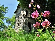 03 Lilium martagon (Giglio martagone)